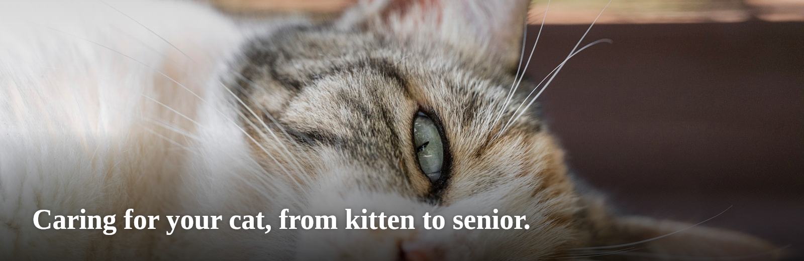 Caring for your cat, from kitten to senior.